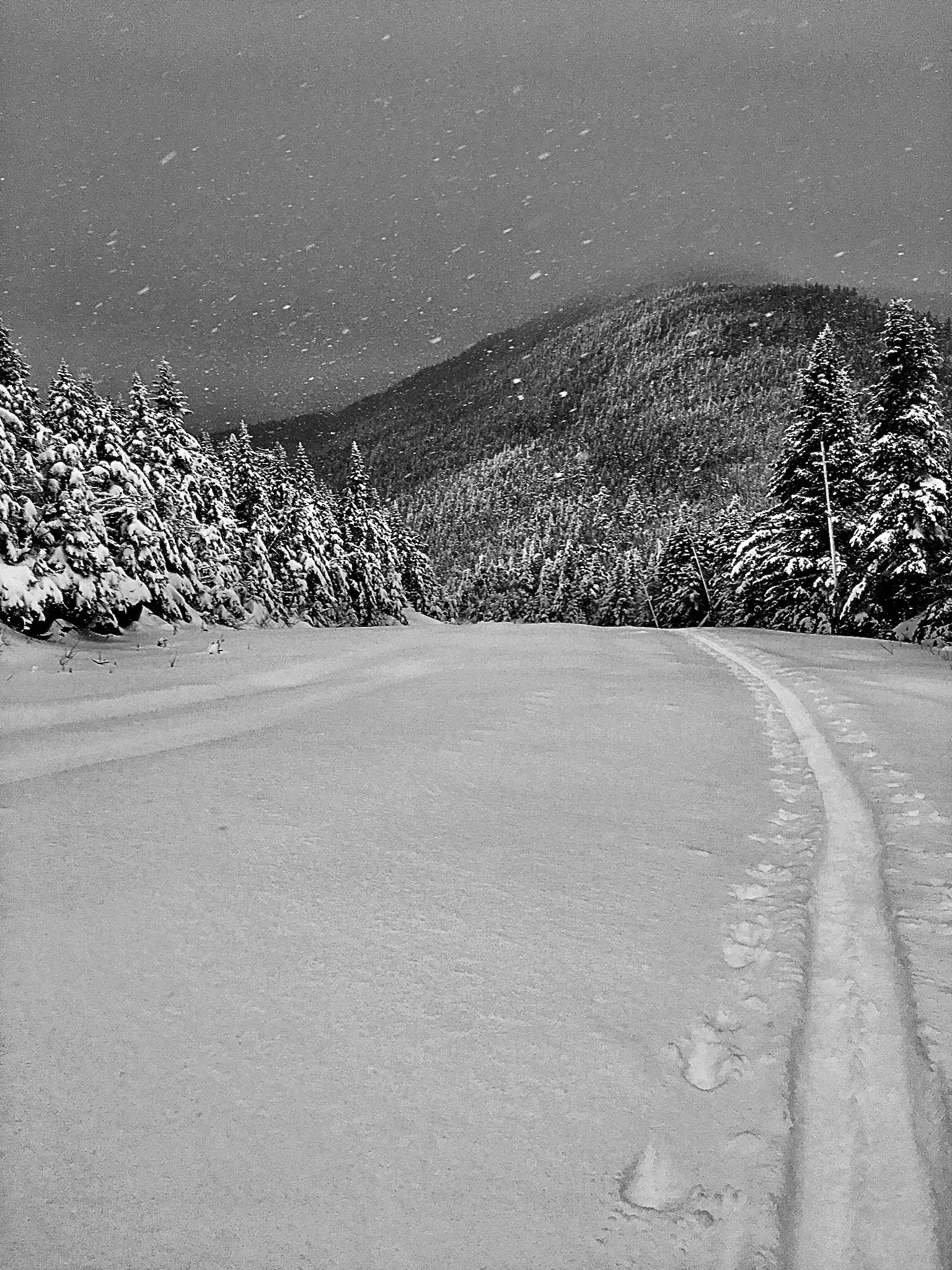 Snowy Path in Winter Wonderland